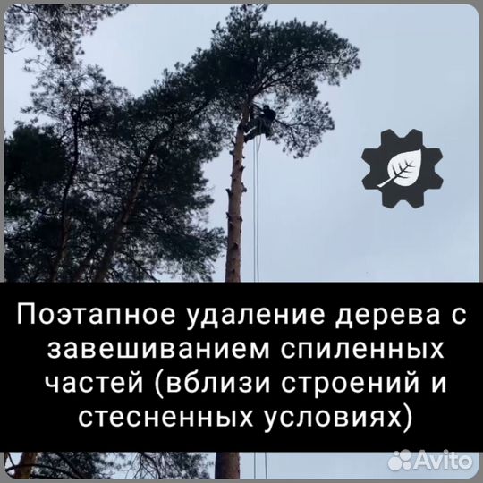 Безопасно пилим любые деревья