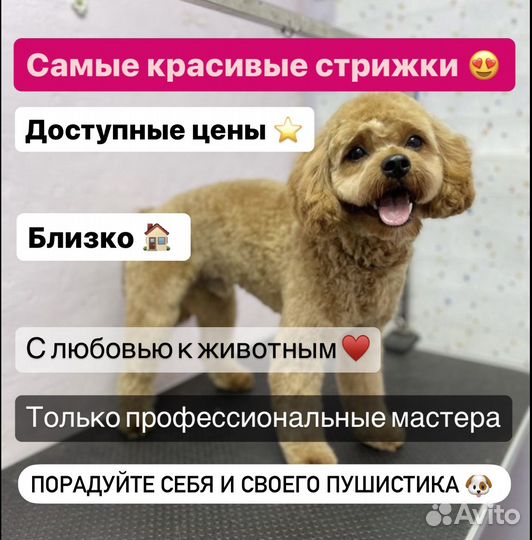 Грумер. Груминг. Стрижка собак