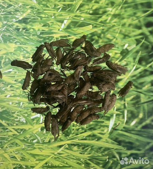 Сверчок домовый (заморозка)