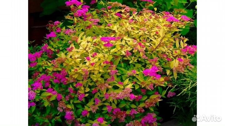 Саженцы спиреи