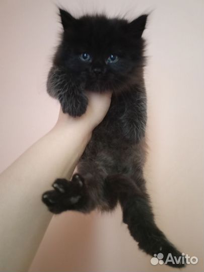 Котенок