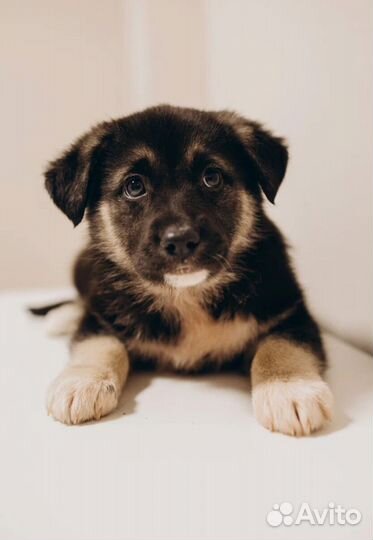 Щенки 2 месяца