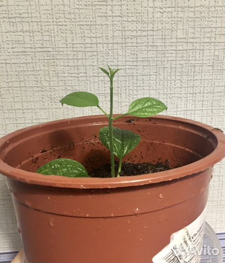 Клеродендрум томпсон