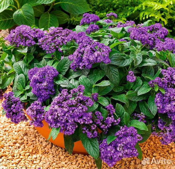 Гелиотроп рассада