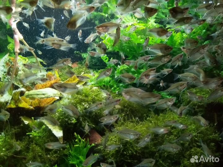 Жемчужный гурами, гуппи, растения артемия декапс