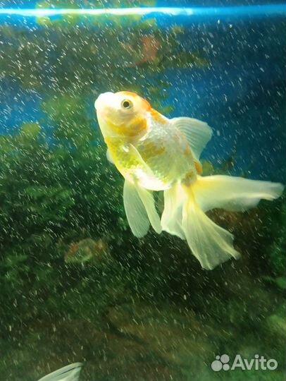 Золотая рыбка