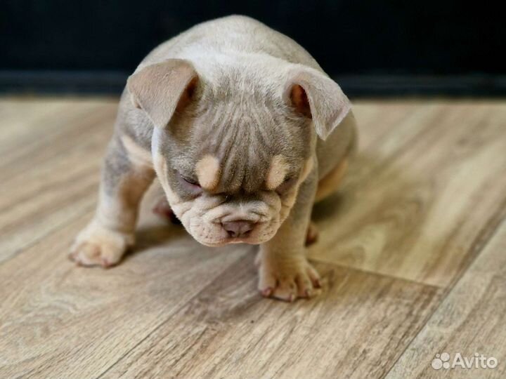 Американская булли экзот, покет