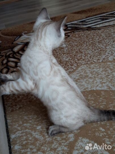 Котенок