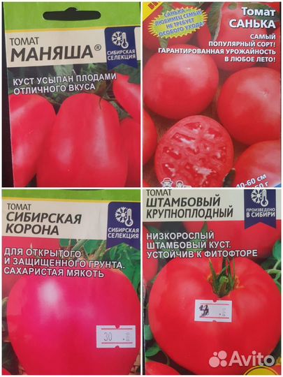 Рассада помидор
