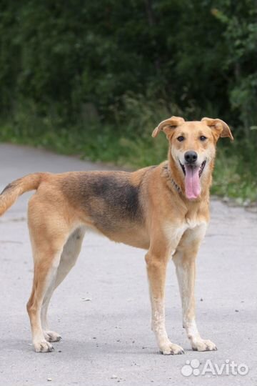 Мира- собака позитив ищет дом