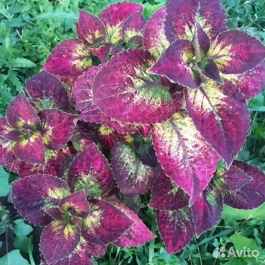 Колеус Аватар