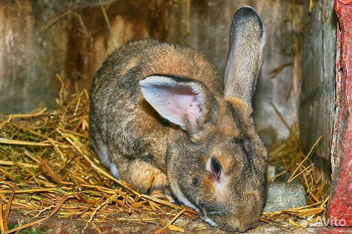 Кролики(мясо)