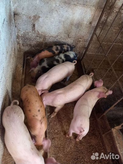 Поросята ландрас
