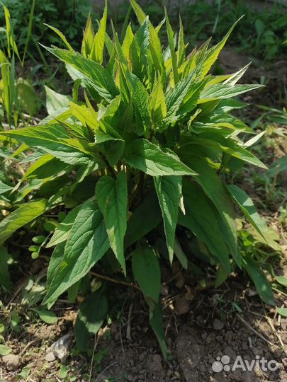 Колокольчик фиолетовый