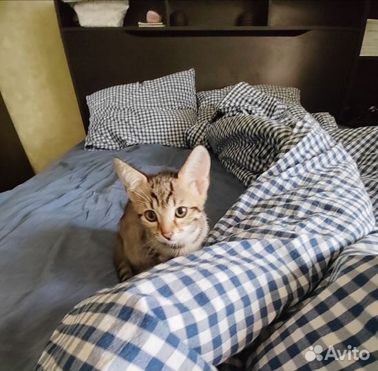 Кошка в дар бесплатно