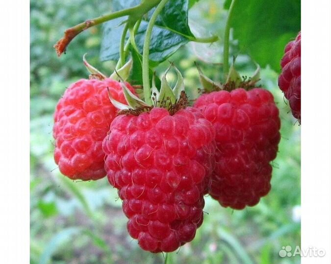 Коллекционные сорта малины