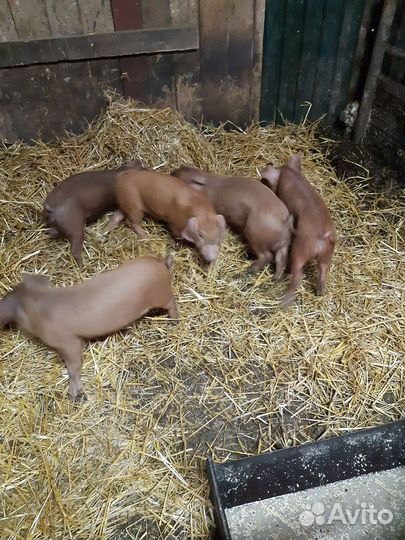 Поросята
