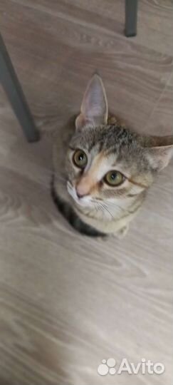 Кошка 3 месяца