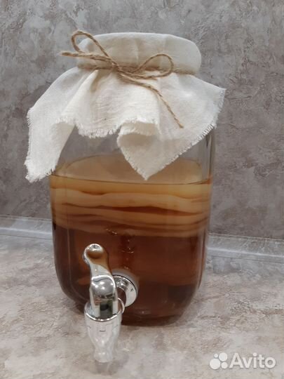 Чайный гриб комбуча