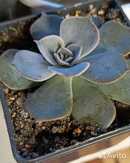 Суккуленты