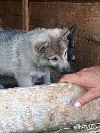 Щенки лайки западносибирской