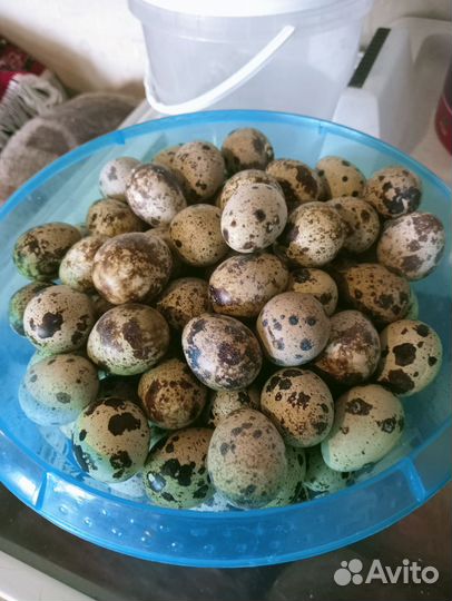 Яйца перепелиные