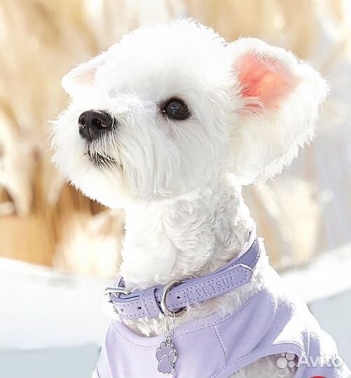 Ошейник для собак для мелкиз и средних пород