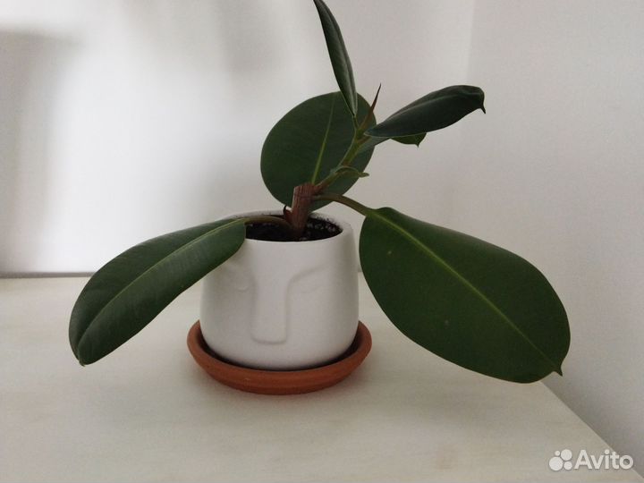 Фикус, молочай трёхгранный на подарок