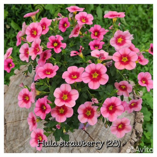 Калибрахоа