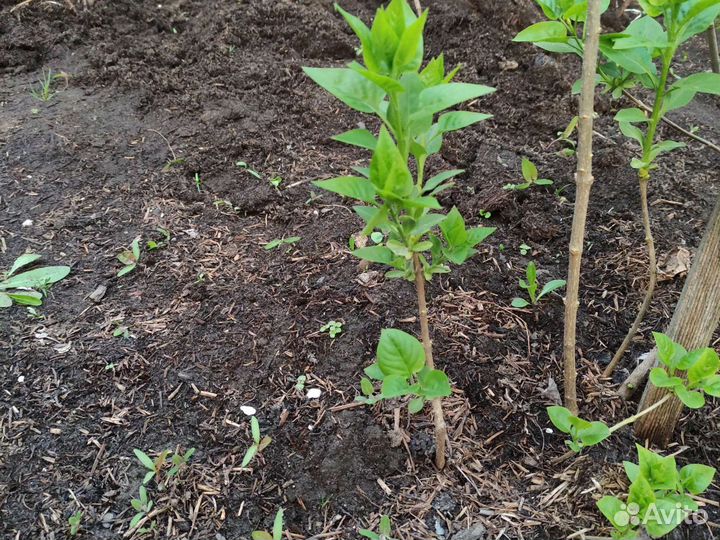 Саженцы сирени