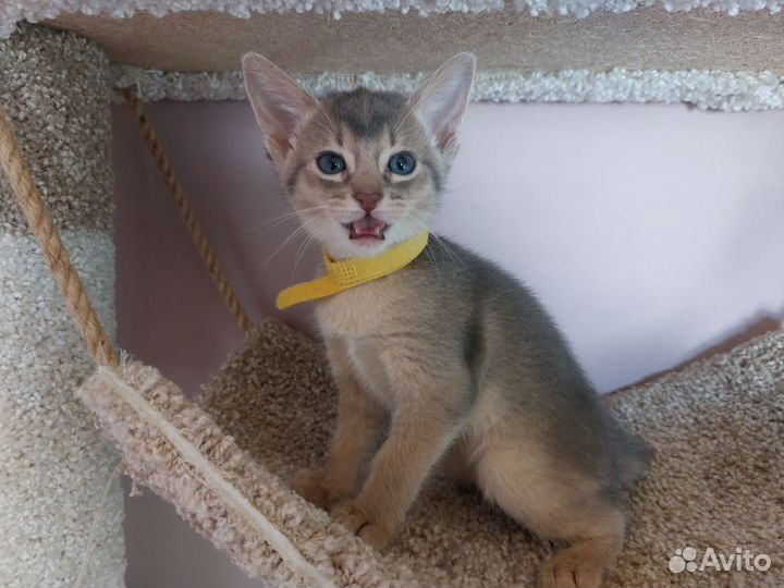 Абиссинские котята