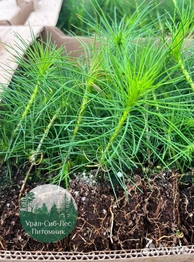 Сосна зкс окс сеянцы Ель Лиственница Голуб Горная