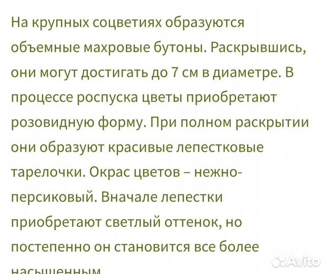 Пеларгония Леона галактика. Коллекционная