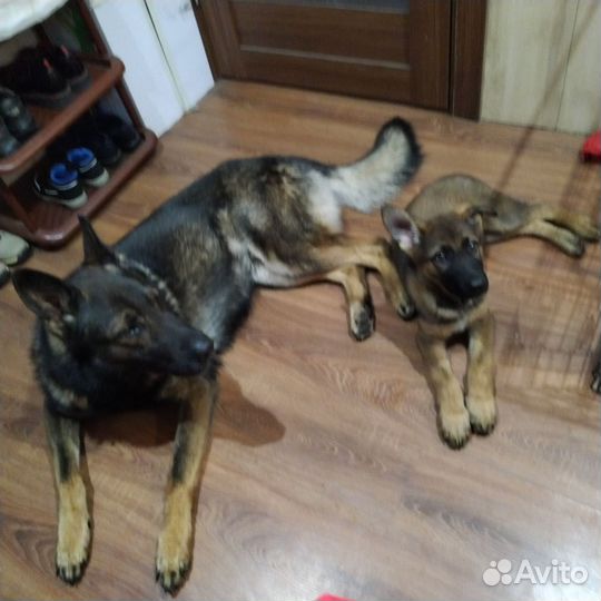 Немецкая Овчарка