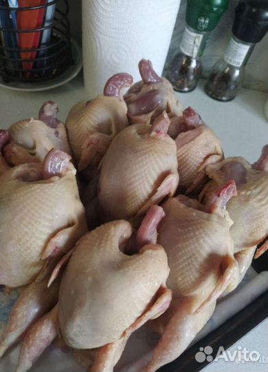 Мясо перепела, яйцо, утки, куры, индейка