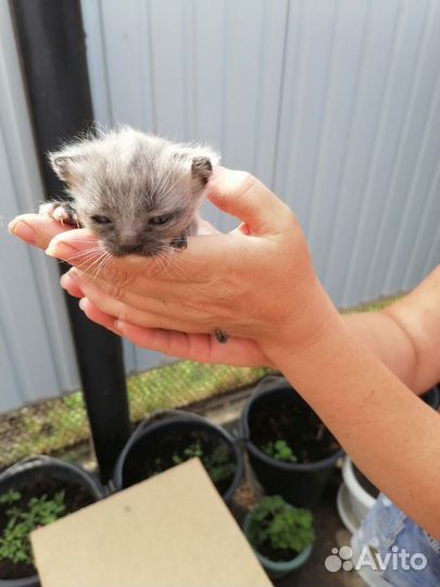 Отдам котят в добрые руки