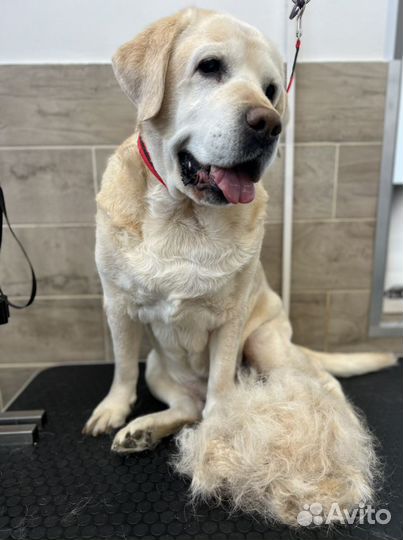 Стрижка собак, стрижка кошек, Груминг