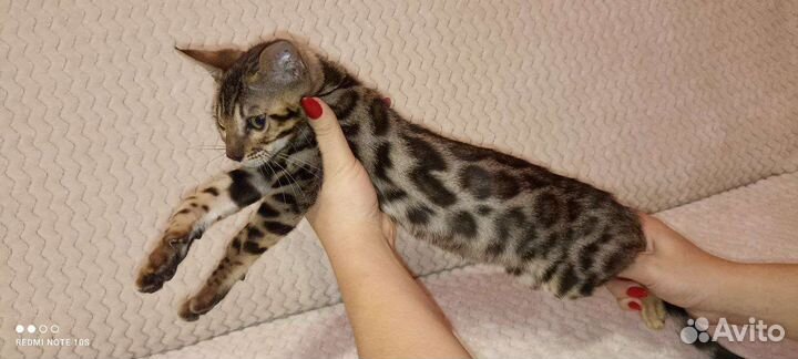 Бенгальские котята