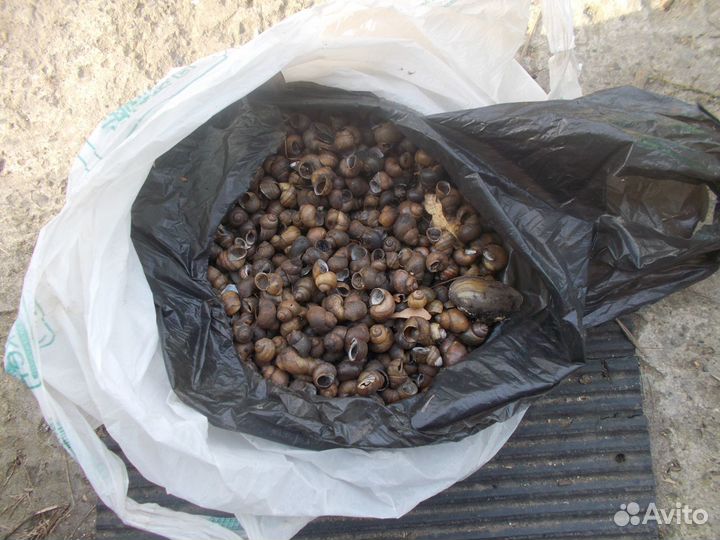 Раковины ракушки домики улиток пресноводных