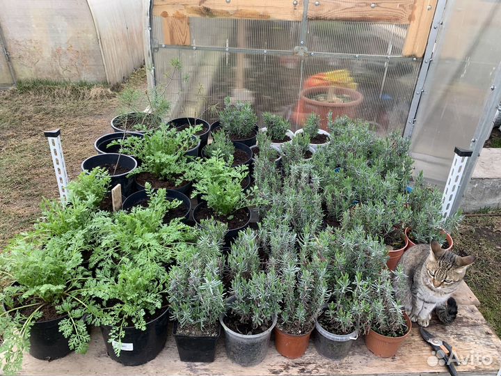 Рассада овощей