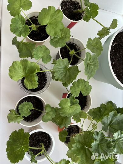 Пеларгония Red Pandora герань тюльпановидная