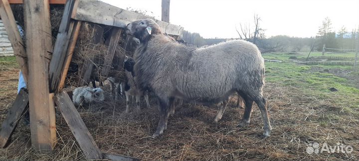 Катумский баран и овцы