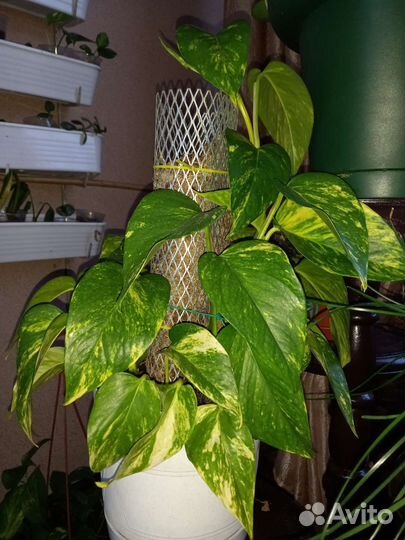 Сциндапсус