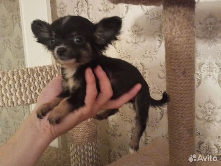 Чихуахуа мини