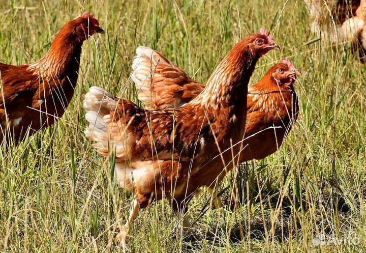 Куры несушки