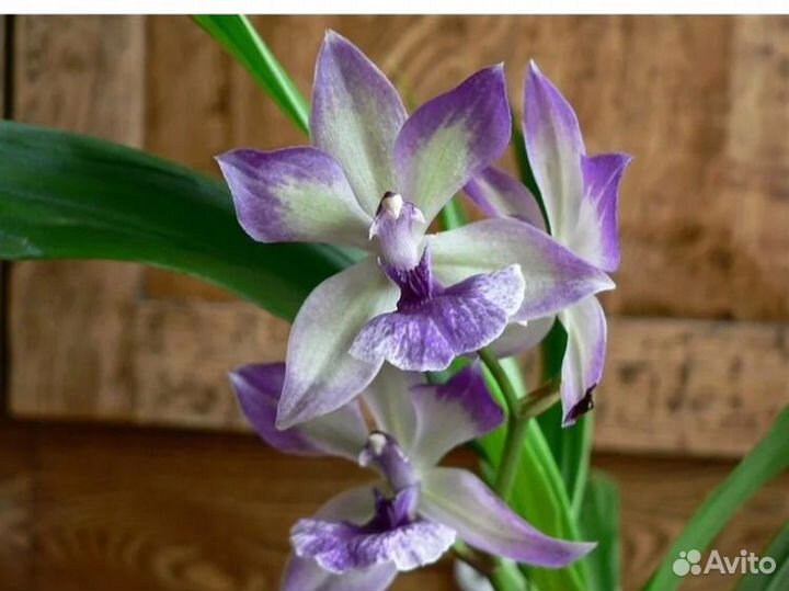 Орхидея зигопеталум