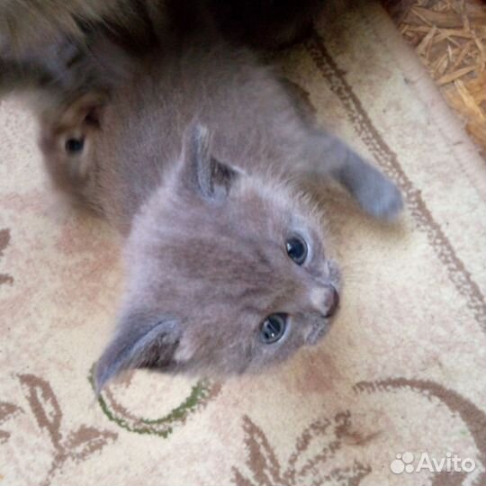 Кошки в добрые руки бесплатно