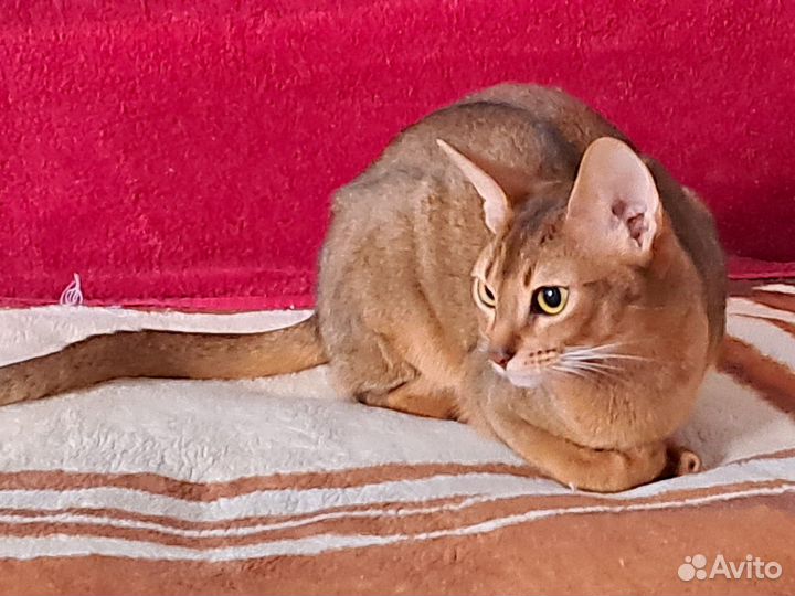 Абиссинская кошка