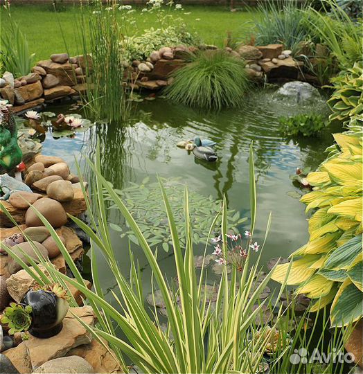 Растения для пруда