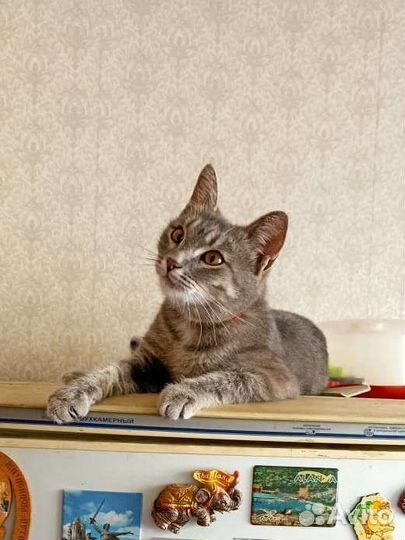 Кошка в добрые руки